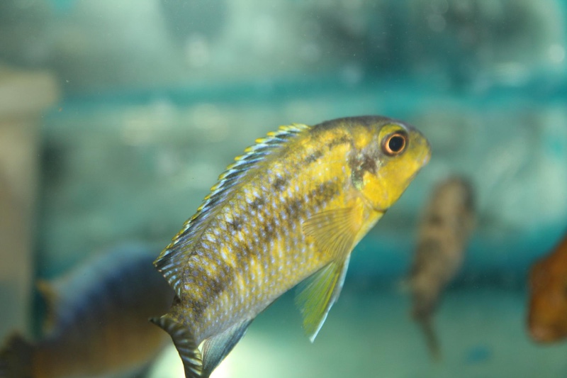 Tropheops sp. 'mbenji yellow' Mbenji Island